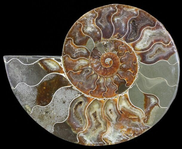 Bargain, Cut Ammonite Fossil (Half) - Agatized #71053